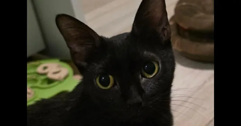 A young small-sized female Domestic Short Hair cat named Bordeaux for adoption in Chicago, IL
