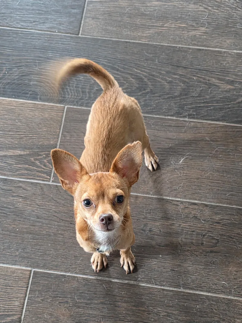 An adult small-sized male Yellow / Tan / Blond / Fawn Chihuahua dog named Azizo ORThw for adoption in Missouri City, TX