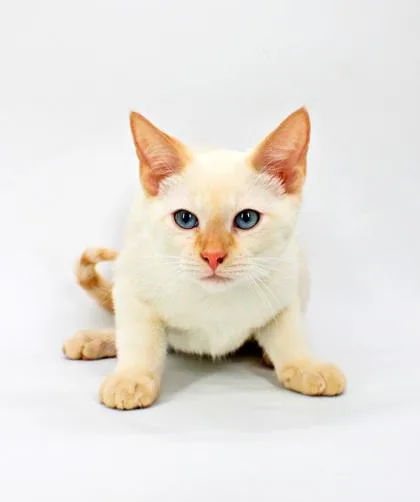A baby small-sized male Siamese cat named Aramis for adoption in Morton Grove, IL