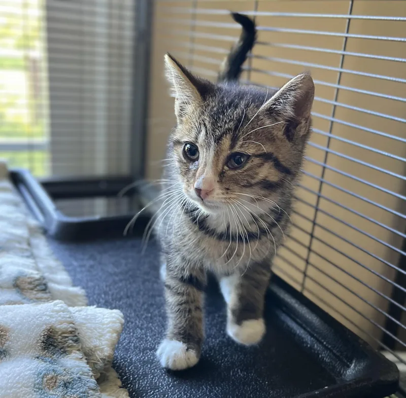 A baby medium-sized male Tabby (Brown / Chocolate) Domestic Short Hair cat named Spengler for adoption in Seville, OH