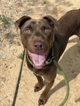 An adult medium-sized male Mixed Breed dog named Chico for adoption in Atlanta, GA