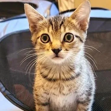 A baby small-sized male Brown / Chocolate Domestic Short Hair cat named Tubby for adoption in South Elgin, IL