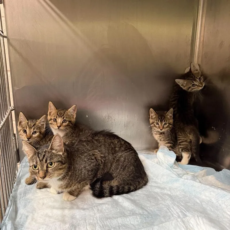 A baby small-sized male Brown / Chocolate Domestic Short Hair cat named Harvest for adoption in Shinnston, WV