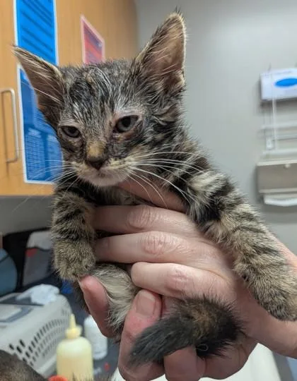 A baby small-sized female Domestic Medium Hair cat named Lavender for adoption in Missoula, MT