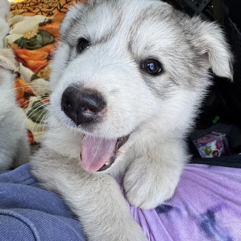 A baby large-sized female Gray / Blue / Silver Great Pyrenees dog named Sunshine for adoption in Van Nuys, CA