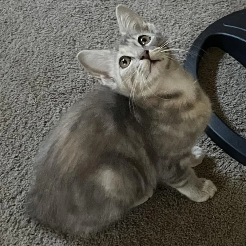 A baby small-sized female Gray / Blue / Silver Domestic Medium Hair cat named Bella for adoption in Baytown, TX
