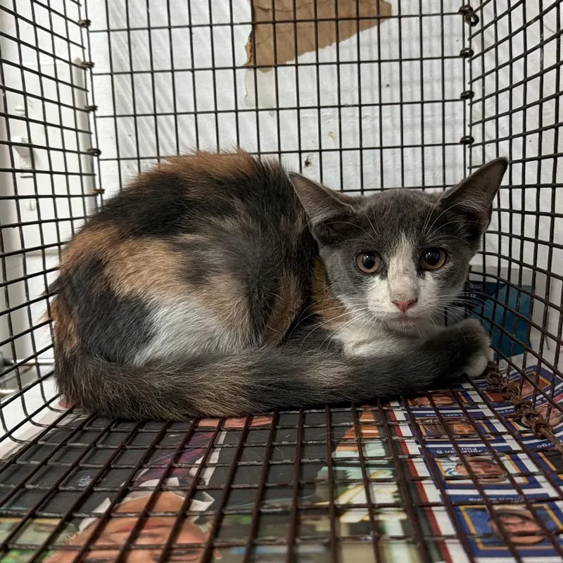 A baby small-sized female Domestic Short Hair cat named Lizzy for adoption in Edinburg, TX