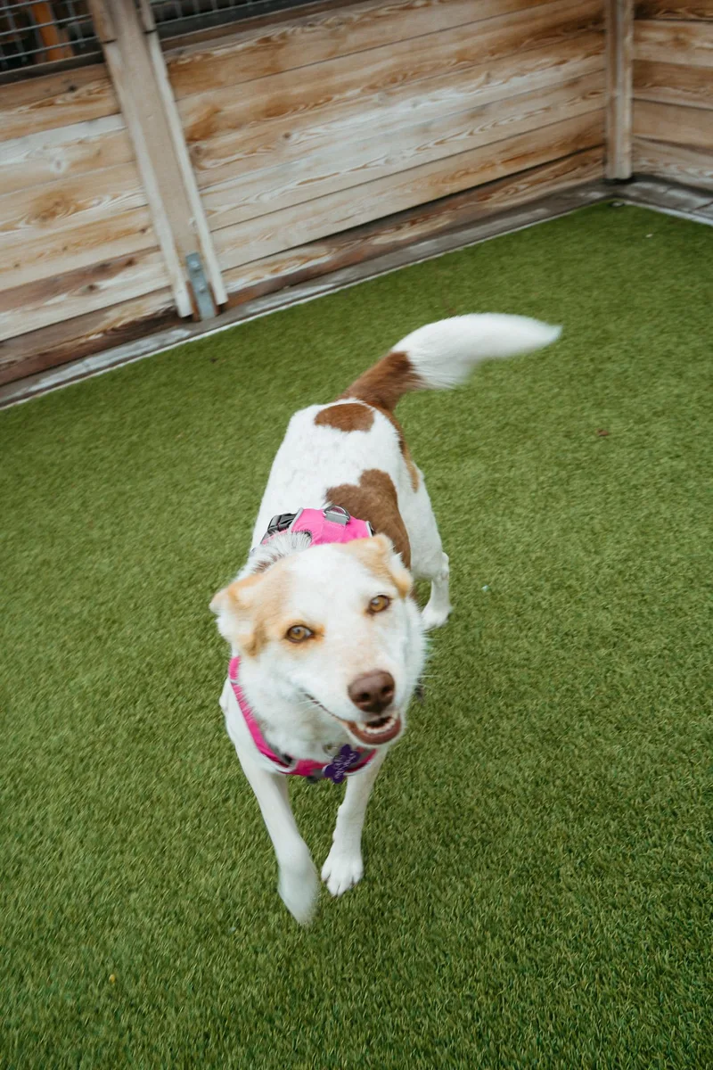 An adult medium-sized female Red / Chestnut / Orange Australian Cattle Dog / Blue Heeler dog named Cheddar for adoption in Jackson, WY