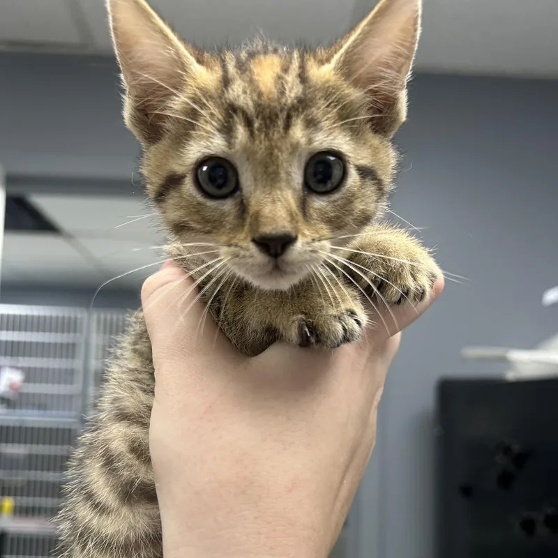 A baby small-sized female Brown / Chocolate Domestic Short Hair cat named Mercedes for adoption in Birmingham, AL