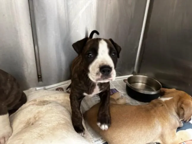 A baby large-sized male Pit Bull Terrier dog named Eden for adoption in Los Angeles, CA