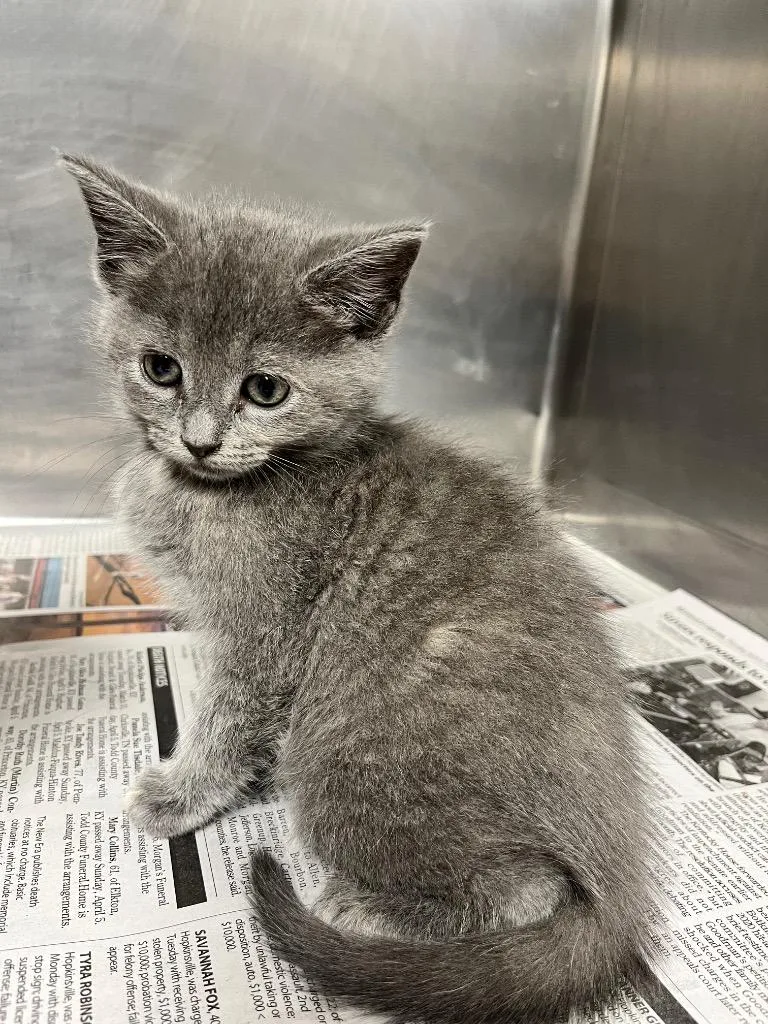 A baby small-sized female Domestic Short Hair cat named Marley for adoption in Hopkinsville, KY