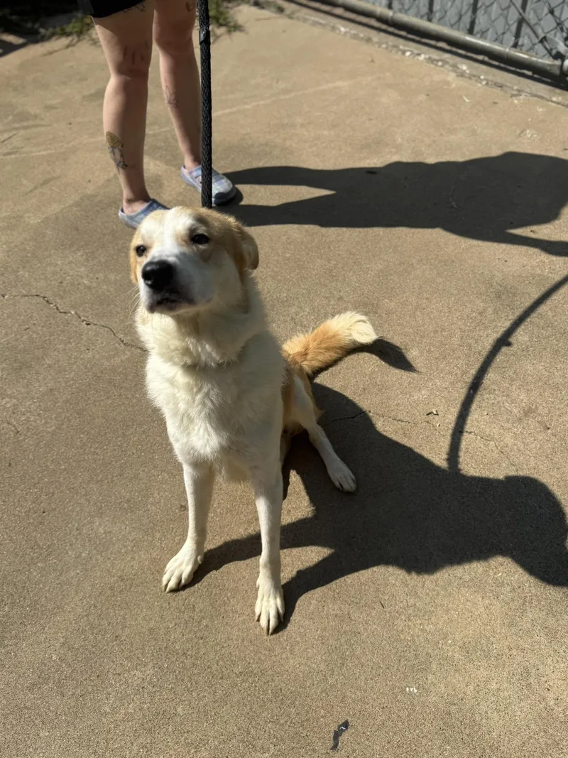 An adult medium-sized male Golden Great Pyrenees dog named Bishop for adoption in Jacksonville, TX