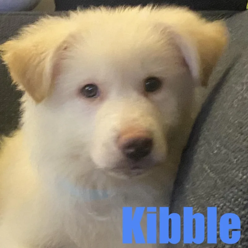 Kibble thumbnail 2