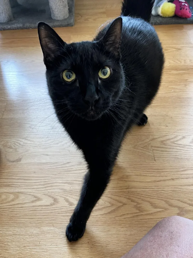 An adult large-sized male Black Domestic Short Hair cat named Willie for adoption in HANSON, MA