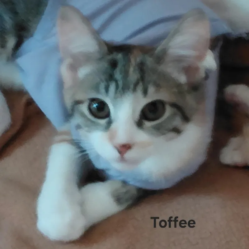 Toffee
