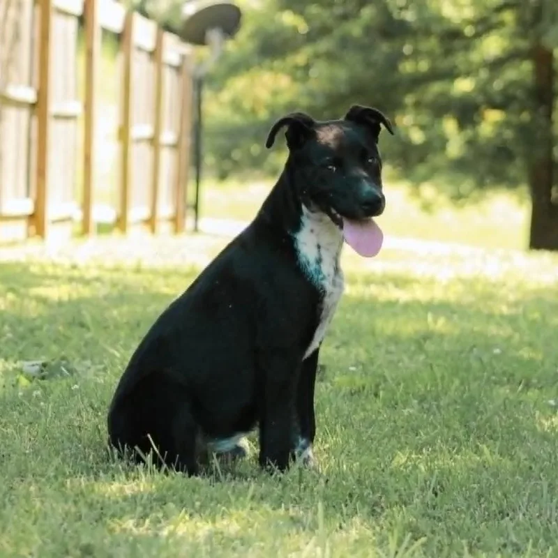 A young medium-sized male Pit Bull Terrier dog named Stormy for adoption in Madisonville, KY