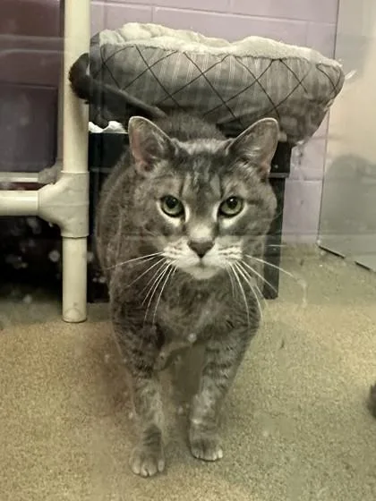 A senior extra large-sized female Domestic Short Hair cat named Ruby for adoption in Palm Coast, FL
