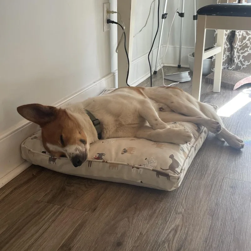 An adult medium-sized male Yellow / Tan / Blond / Fawn Terrier dog named Mallard for adoption in Charlottesville, VA