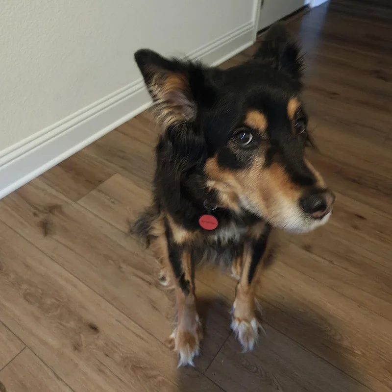 A senior medium-sized female Australian Shepherd dog named Luna Xli for adoption in Dallas, TX