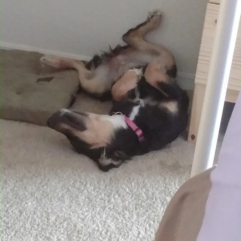 Luna Xli thumbnail 2