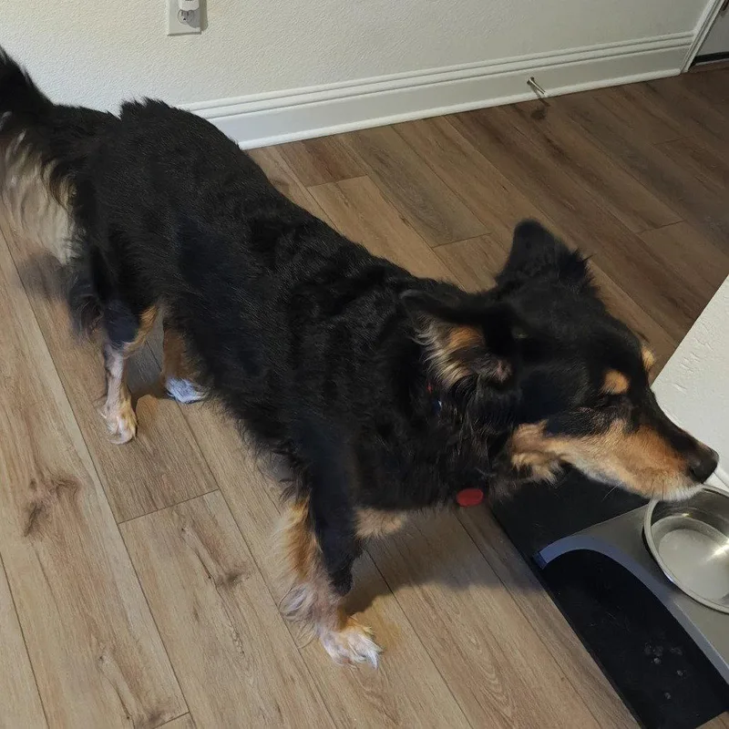 Luna Xli thumbnail 3