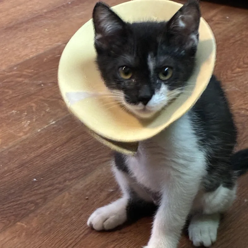 A baby large-sized female Black & White / Tuxedo Tuxedo cat named Betty Boop for adoption in White Lake, MI