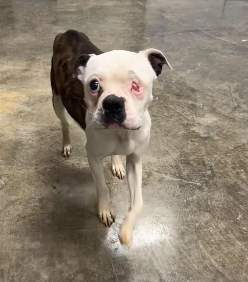 An adult small-sized male Mixed Breed dog named Butch for adoption in Jonesboro, AR