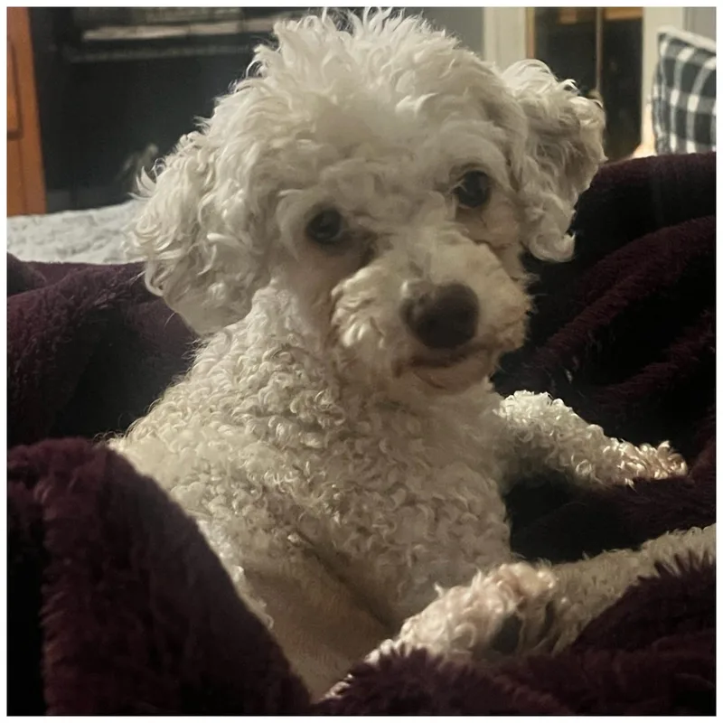 An adult small-sized female White / Cream Miniature Poodle dog named Skye for adoption in Clovis, CA