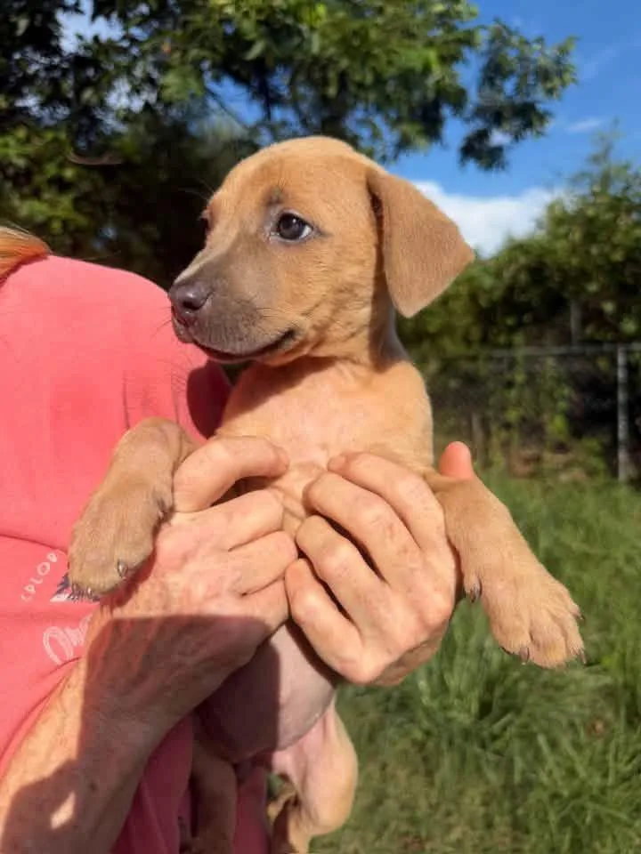 A baby medium-sized female Apricot / Beige Boxer dog named Tulsi for adoption in Calera, AL