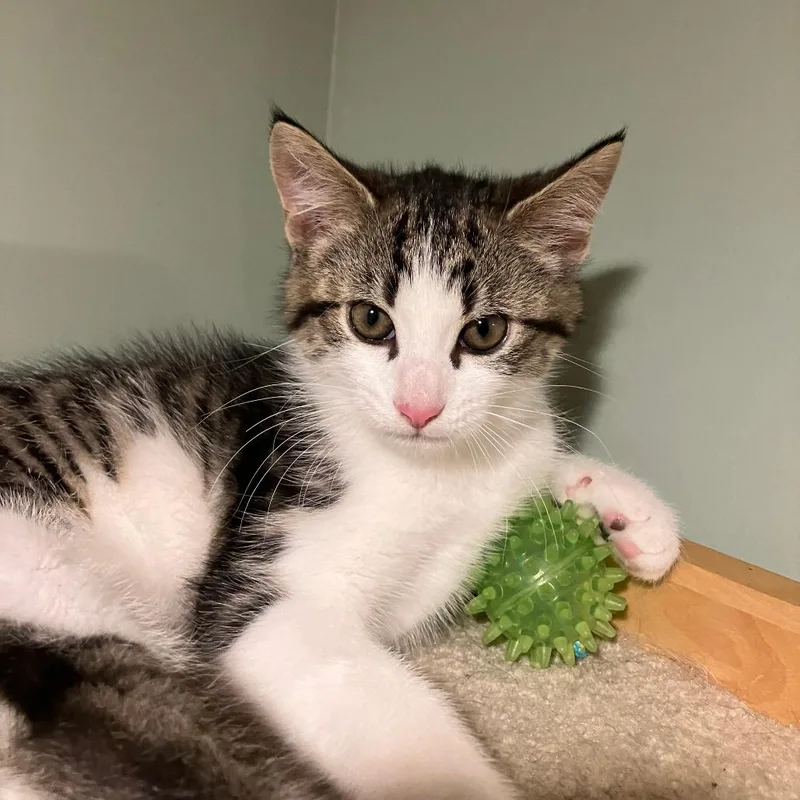 A baby small-sized female Gray / Blue / Silver Domestic Short Hair cat named Dolly for adoption in Abingdon, MD
