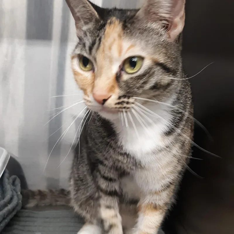 An adult medium-sized female White Domestic Short Hair cat named Rosie for adoption in Spokane, WA