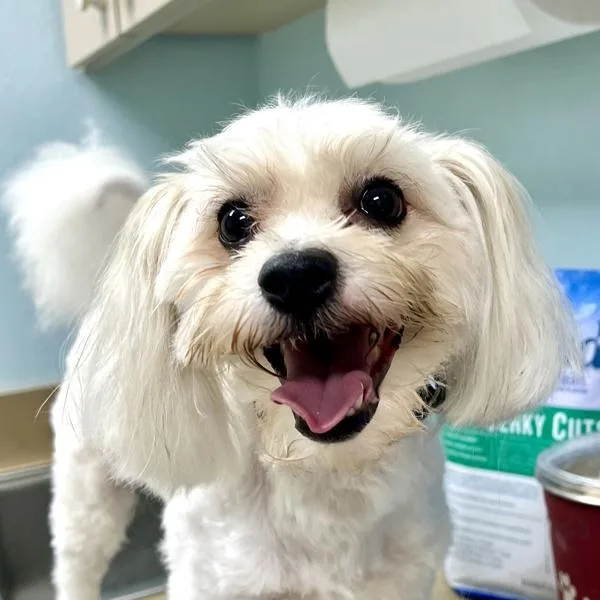Max