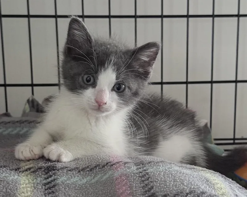 A baby small-sized male Domestic Short Hair cat named Puff for adoption in Long Beach, NY