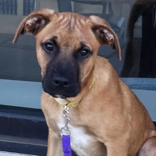 A baby medium-sized male Tricolor (Brown, Black, & White) Boxer dog named Scapula for adoption in Richmond, VA