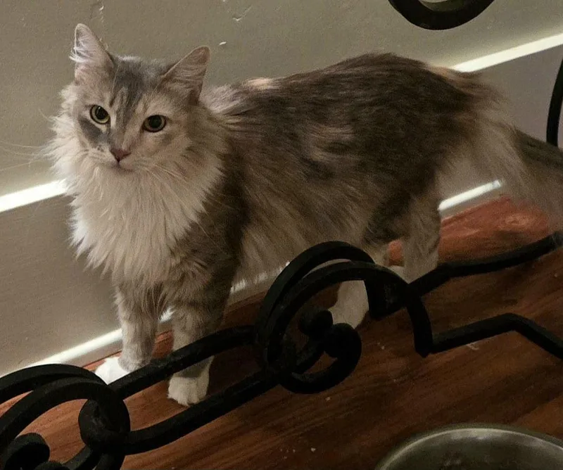 An adult small-sized female Dilute Calico cat named Serafina for adoption in Monrovia, CA