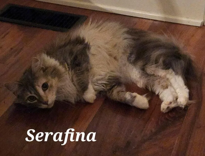 Serafina thumbnail 2