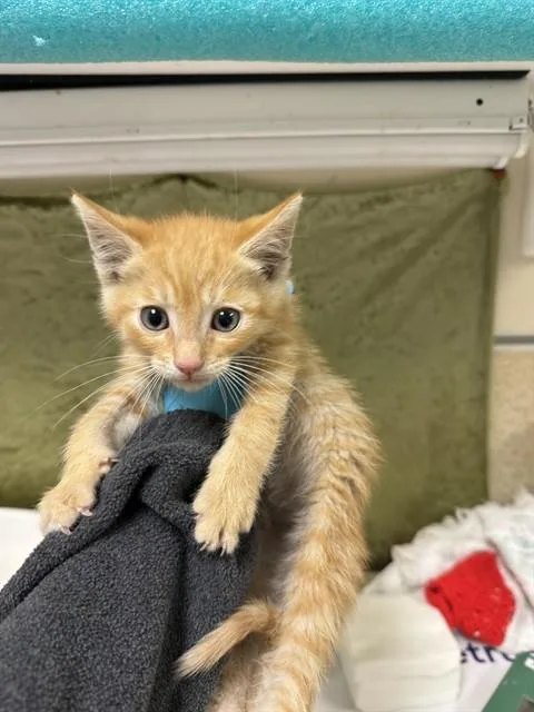A baby small-sized male Domestic Short Hair cat named Jupiter for adoption in Riverside, CA