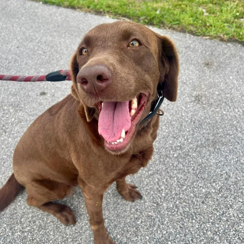 An adult large-sized female Chocolate Labrador Retriever dog named Kenzie for adoption in West Palm Beach, FL