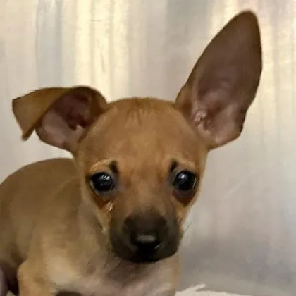 A baby small-sized male Chihuahua dog named Haystack Double for adoption in Sacramento, CA