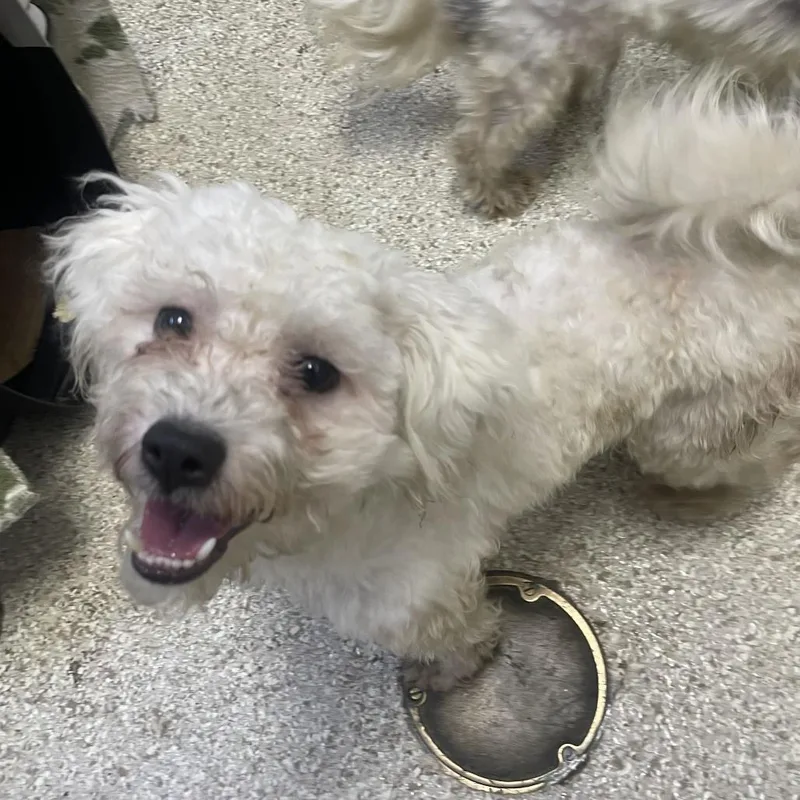 A young small-sized male Poodle (Toy) dog named MONTStray for adoption in Perkiomenville, PA