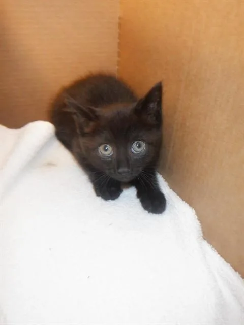 A baby small-sized male Domestic Short Hair cat named Coco for adoption in San Jose, CA