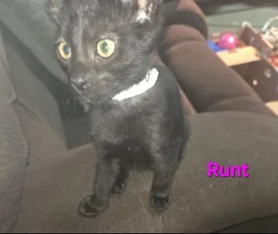A baby medium-sized female Black Bombay cat named Runt for adoption in Liverpool, TX