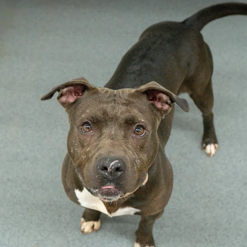 An adult medium-sized female Pit Bull Terrier dog named Zena for adoption in Kingman, KS