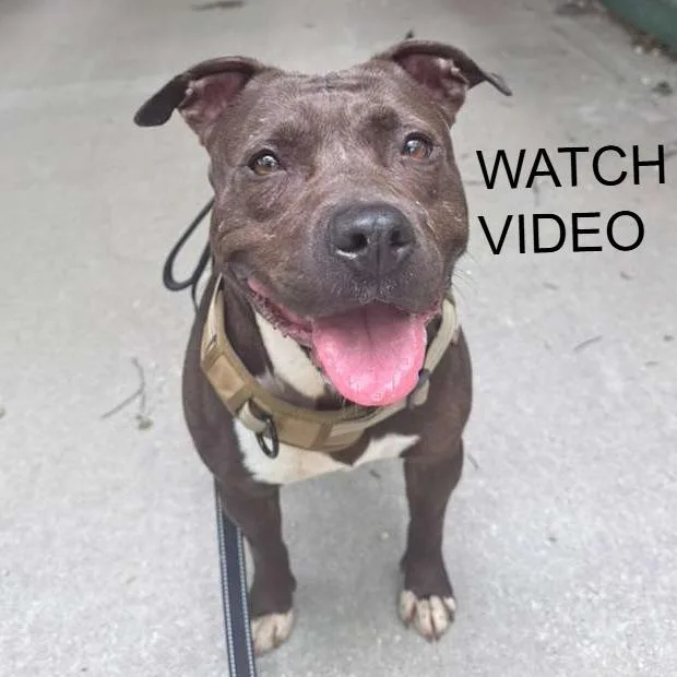 Zena thumbnail 5