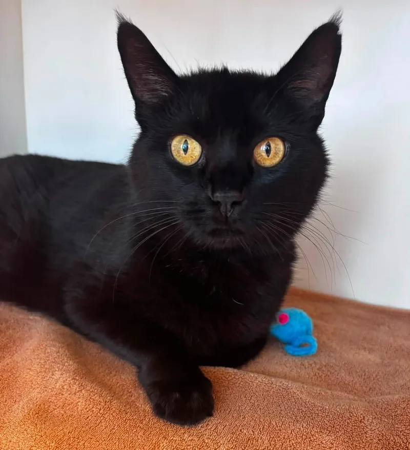 Kiki