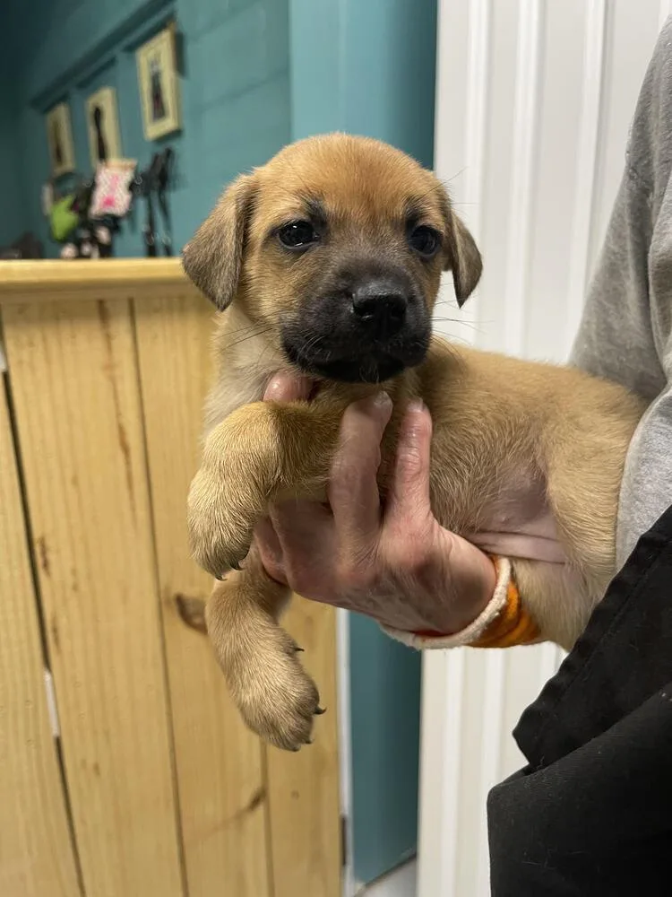 A baby small-sized female Husky dog named Hattie for adoption in Chattanooga, TN