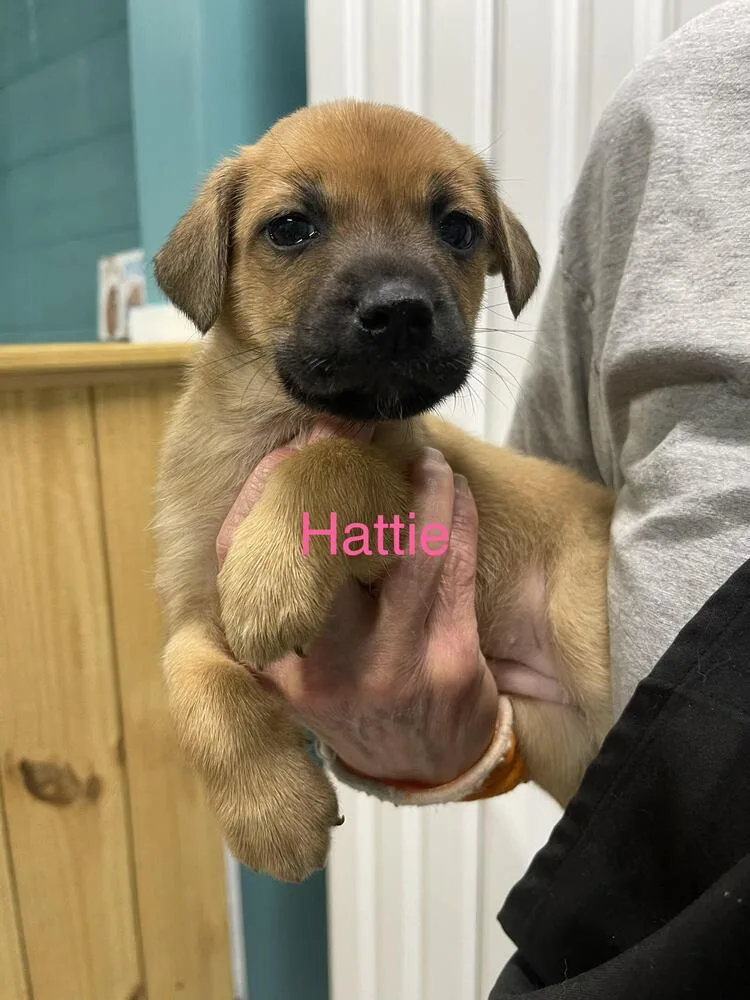Hattie thumbnail 2