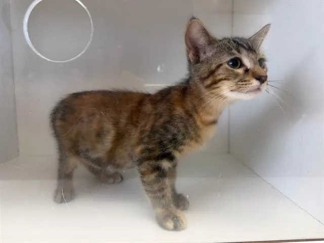A baby medium-sized female Domestic Short Hair cat named Star for adoption in Winter Haven, FL