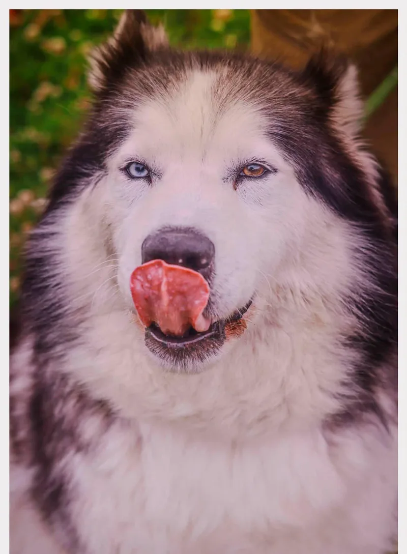 A young large-sized female Gray / Blue / Silver Alaskan Malamute dog named Lilly for adoption in Tillamook, OR