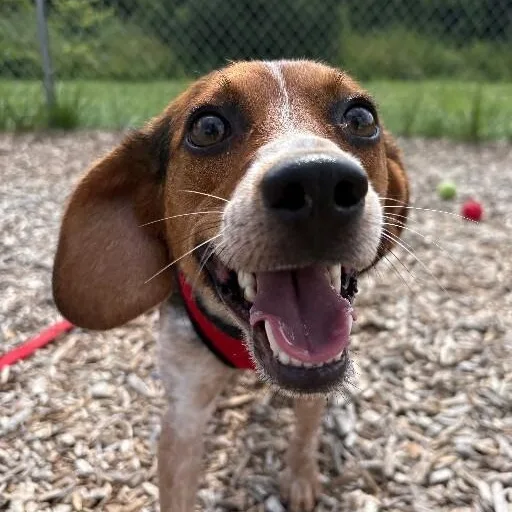 A young medium-sized male Beagle dog named Gizmo for adoption in Elyria, OH